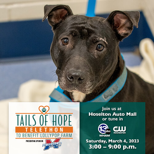 Telethon_PopUp_Donate_230104 copy.jpg